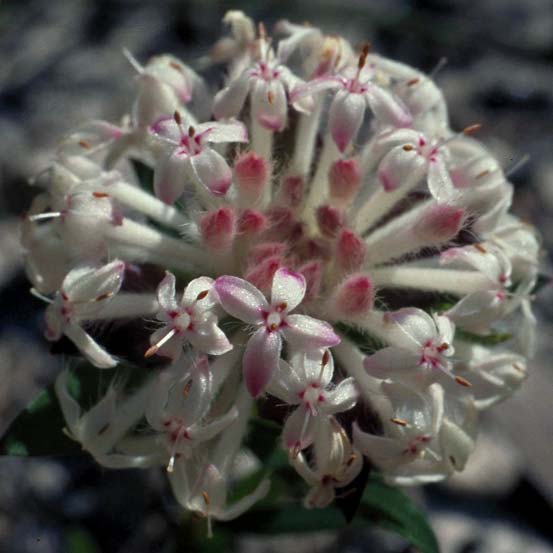 Håndcreme Intensiv 50 ml - Image 8